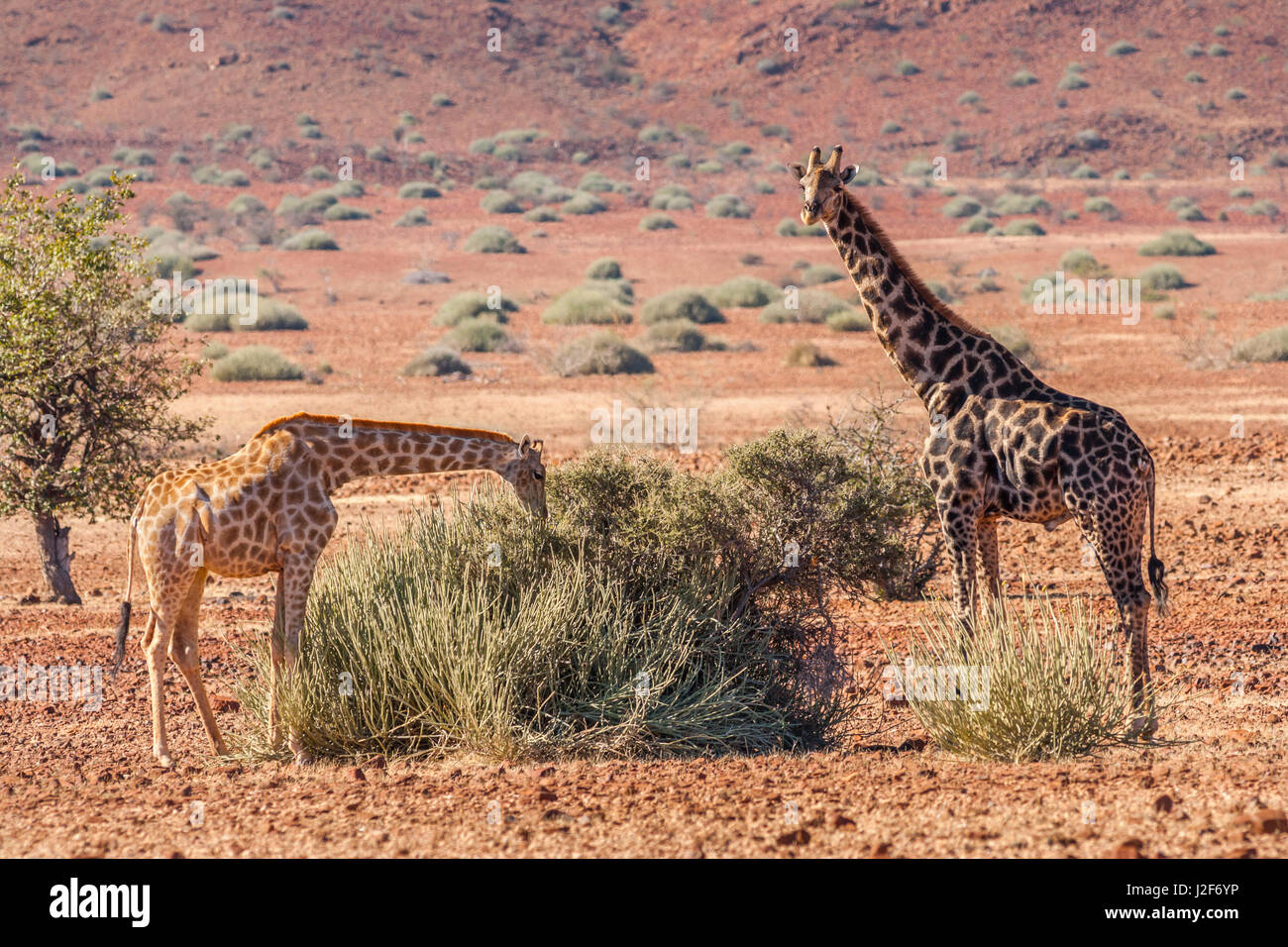 Paire de Girafes dans le désert de nourriture semi Banque D'Images