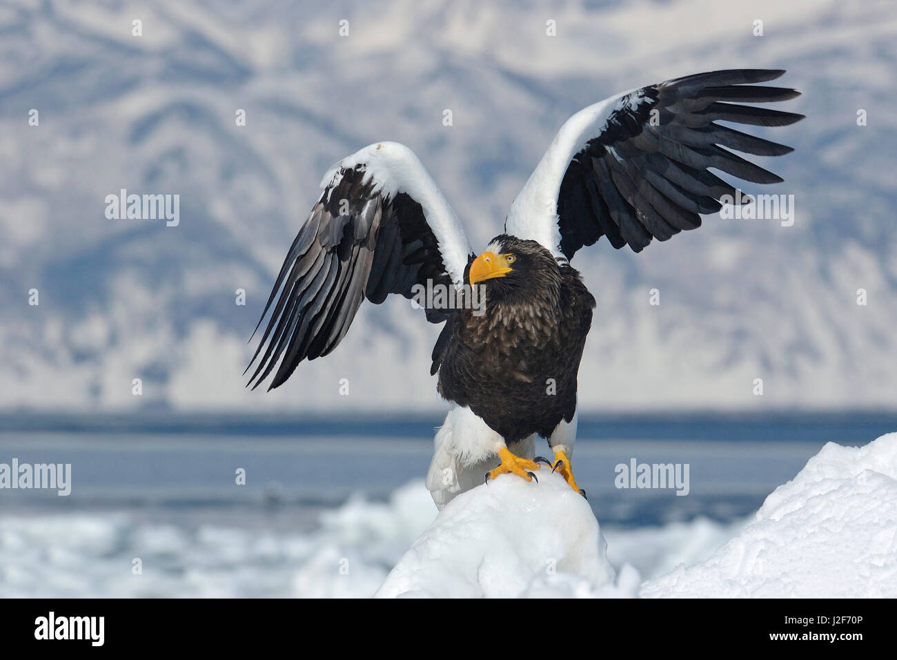 Aigle de mer de Steller sur le flux de glace avec les ailes étalées Banque D'Images