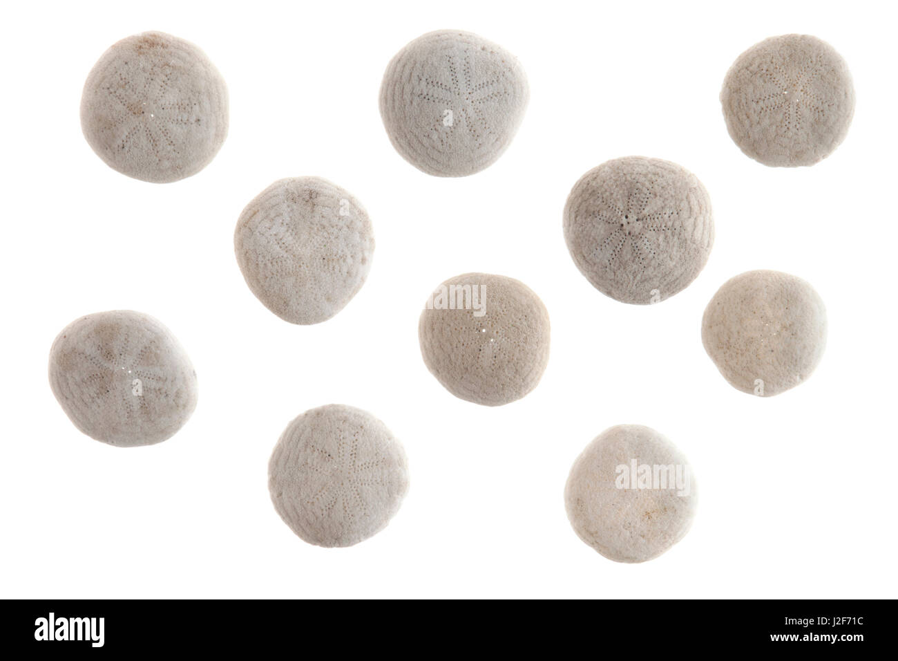 Cockle isolé sur fond blanc Banque D'Images