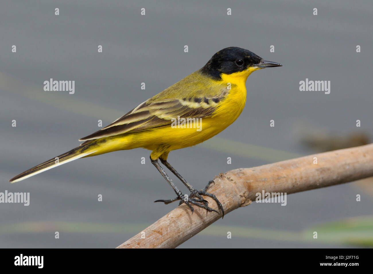Bergeronnette printanière-noir ; Motacilla flava feldegg Banque D'Images