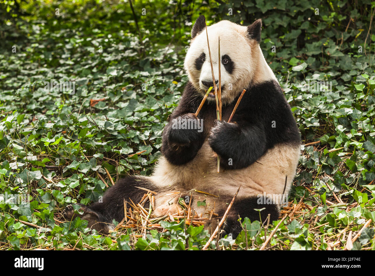 Grand Panda eating bamboo Banque D'Images