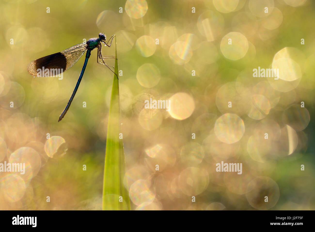 Photo macro d'une demoiselle sur l'herbe rosée avec reed Banque D'Images