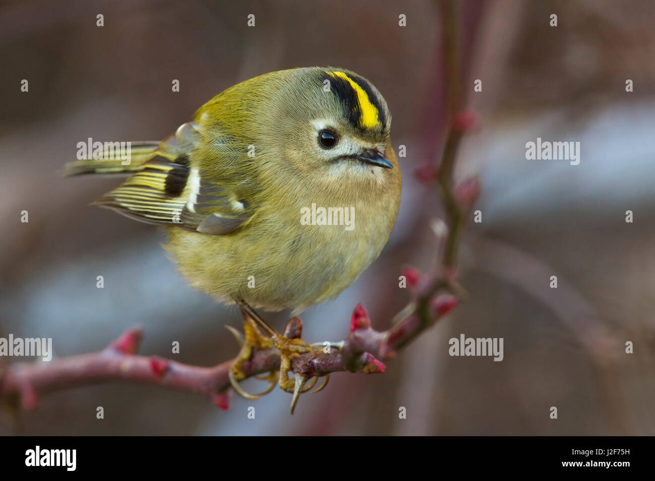 Goldcrest ; Regulus regulus Banque D'Images