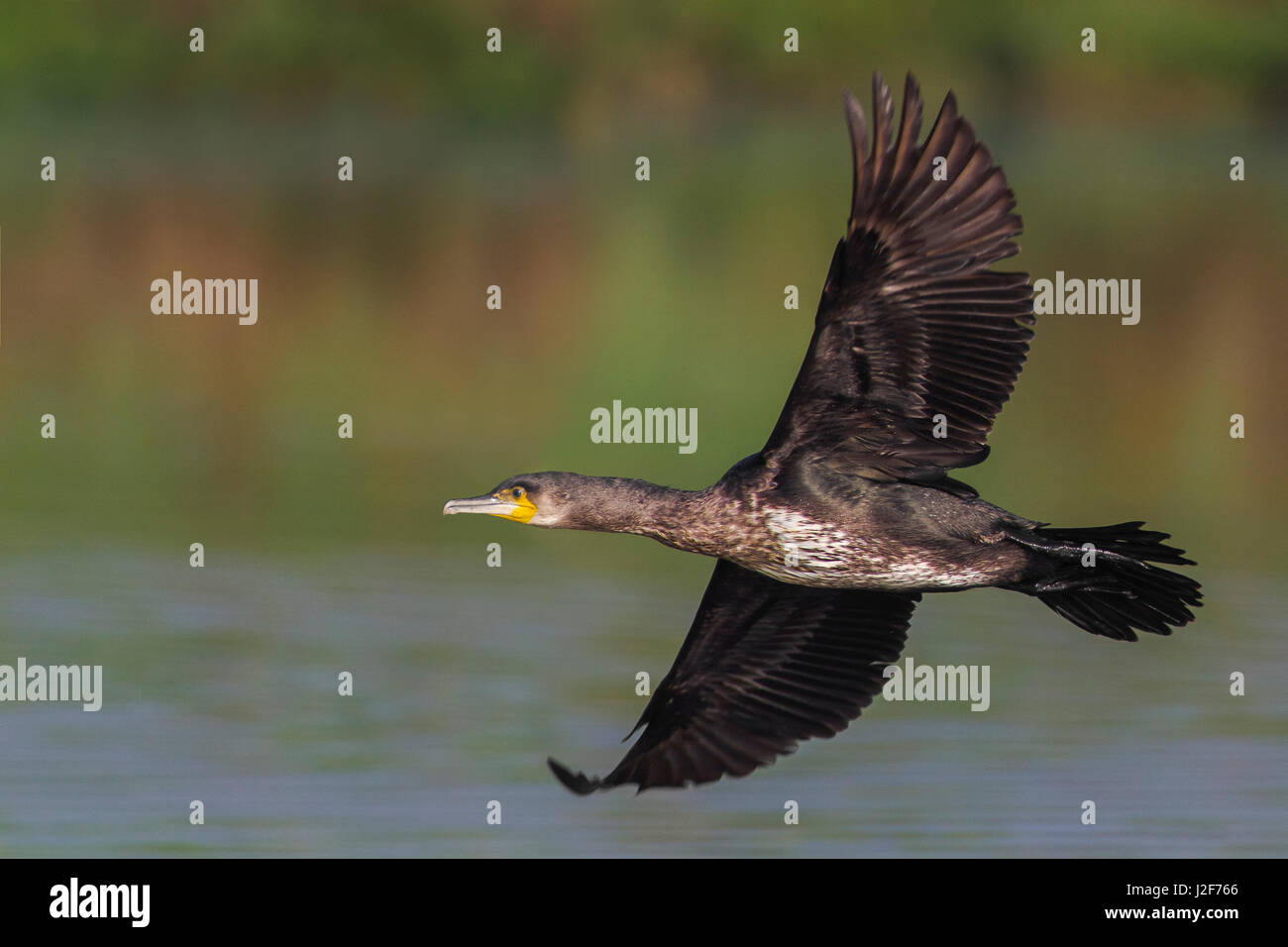 Grand cormoran Phalacrocorax carbo ; Banque D'Images