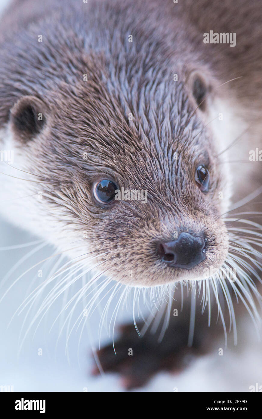Otter en hiver Banque D'Images
