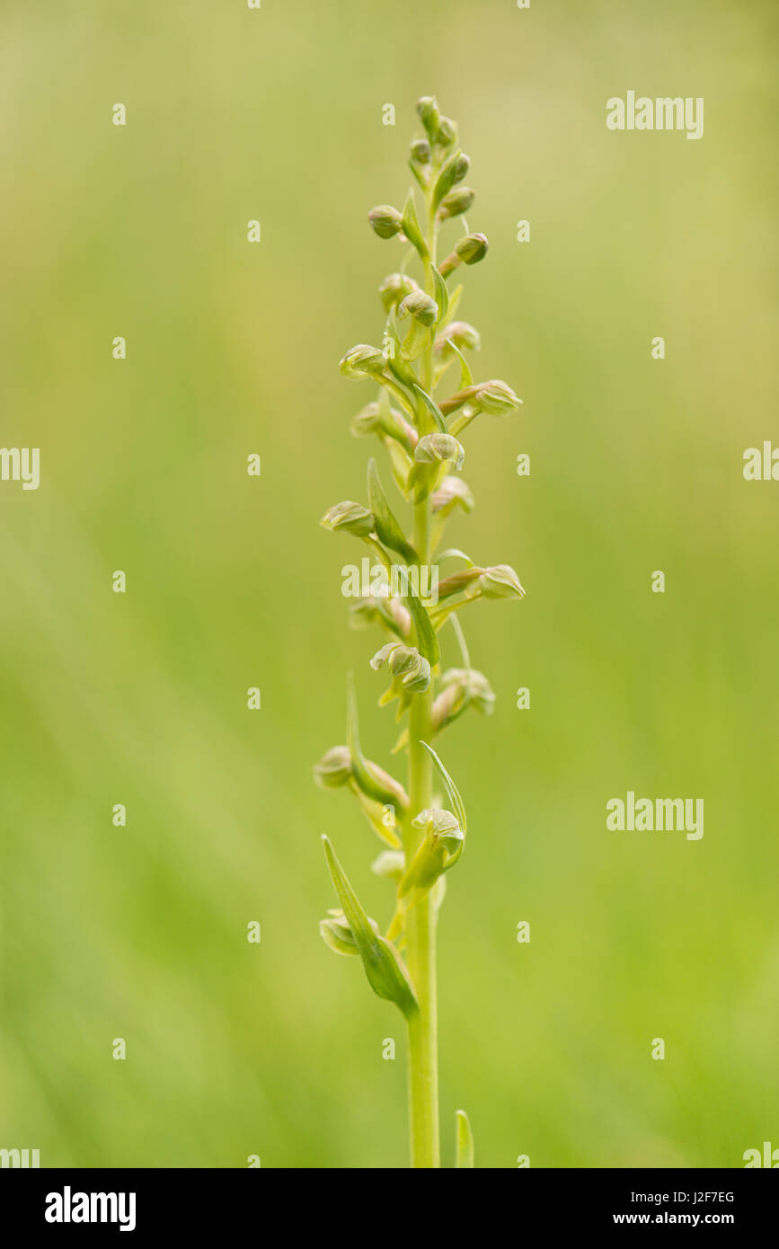 La floraison des orchidées grenouille Banque D'Images
