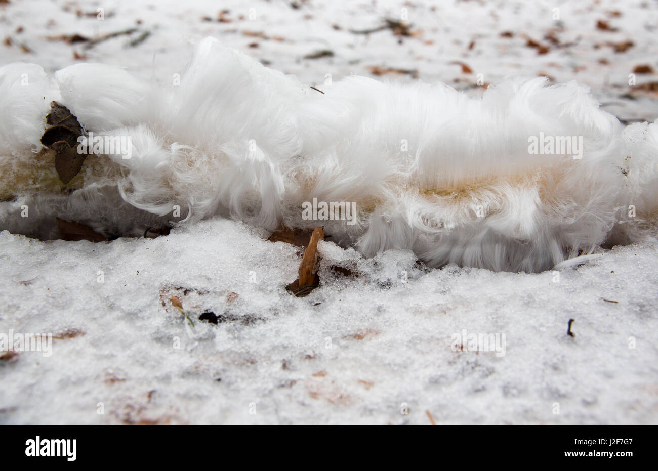 Une branche avec de la glace sèche se trouve sur la neige dans la forêt de hêtres, un phénomène très rare Banque D'Images