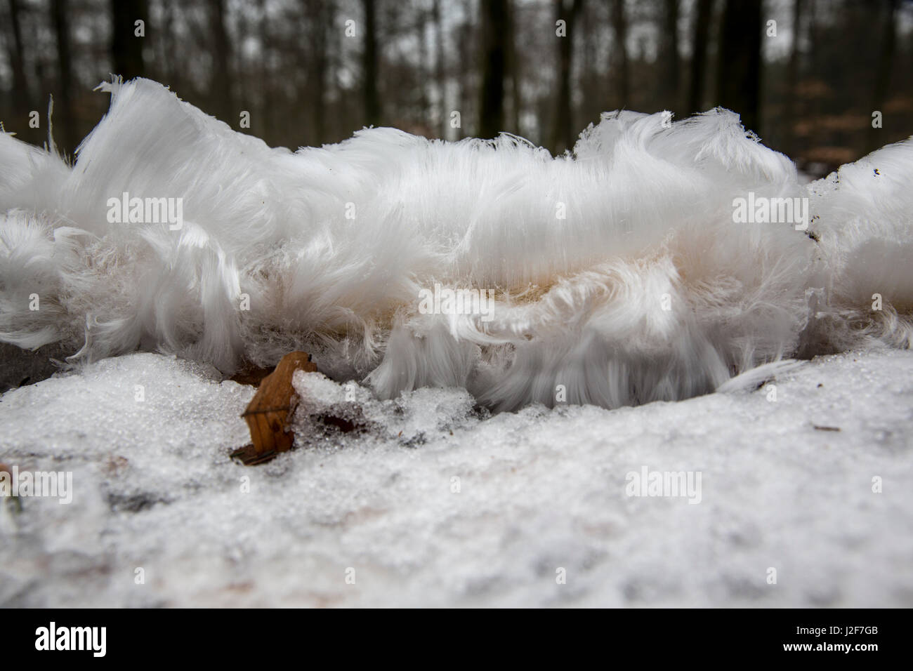 Barbe de givre ou de glace sèche en combinaison avec la neige Banque D'Images