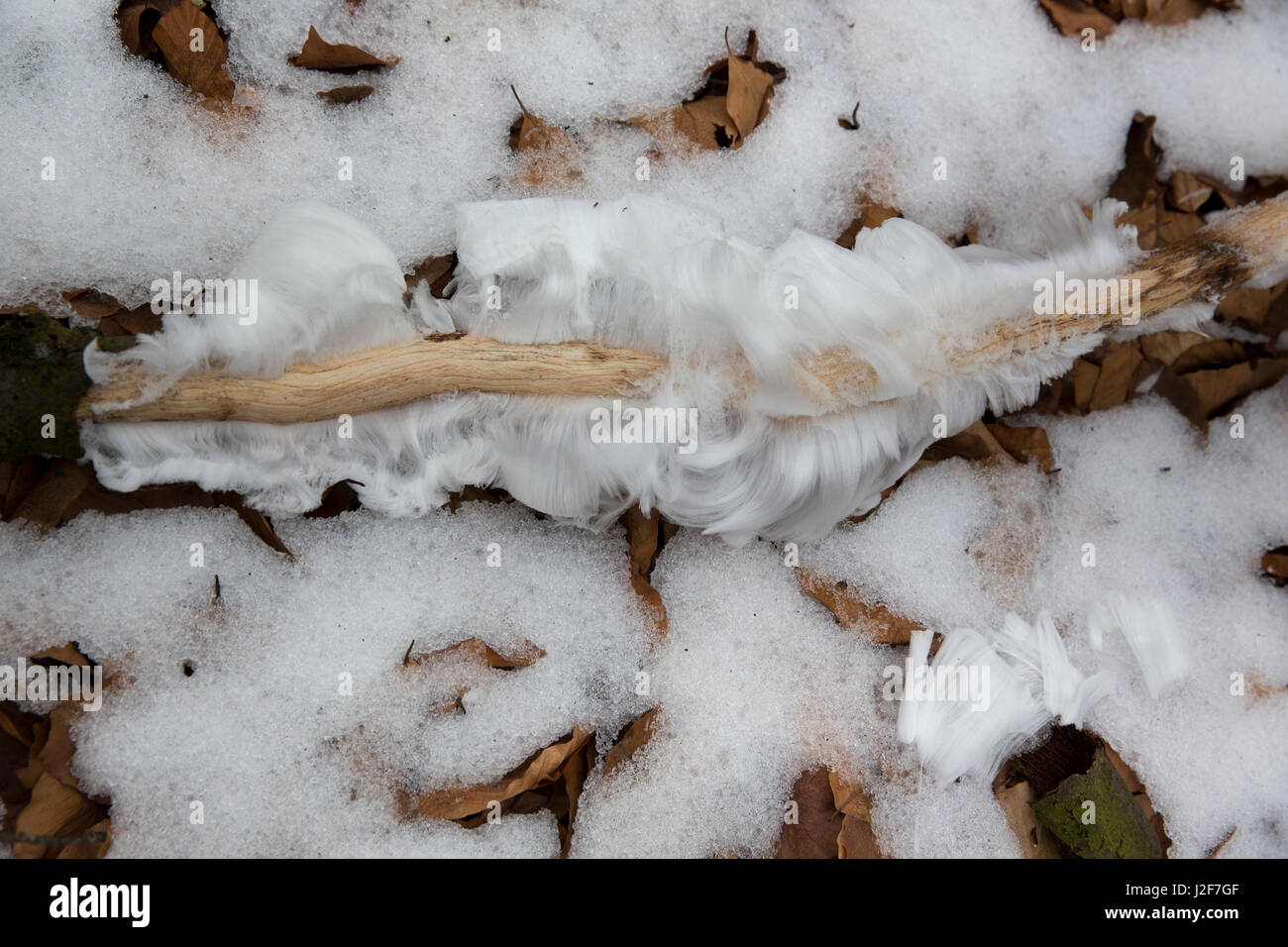 La glace sèche dans la neige Banque D'Images