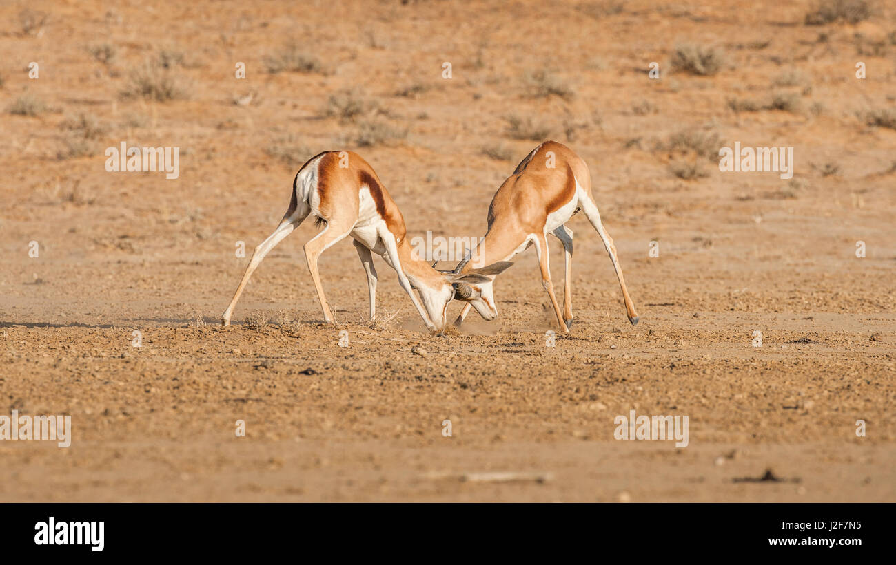 Springbok deux mâles sont des combats dans la saison du rut Banque D'Images