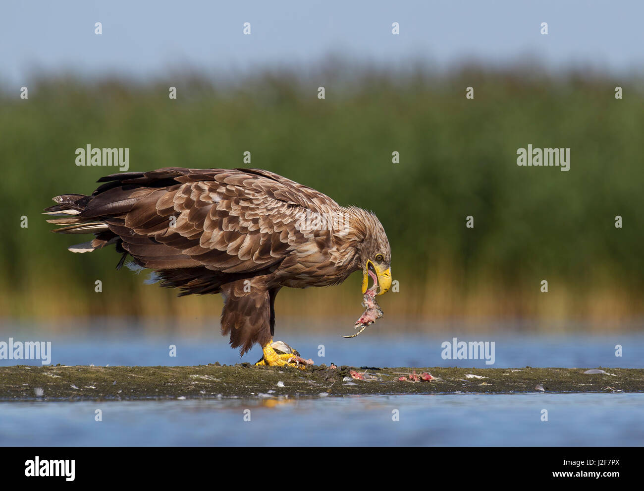 White-tailed Eagle mange un poisson Banque D'Images