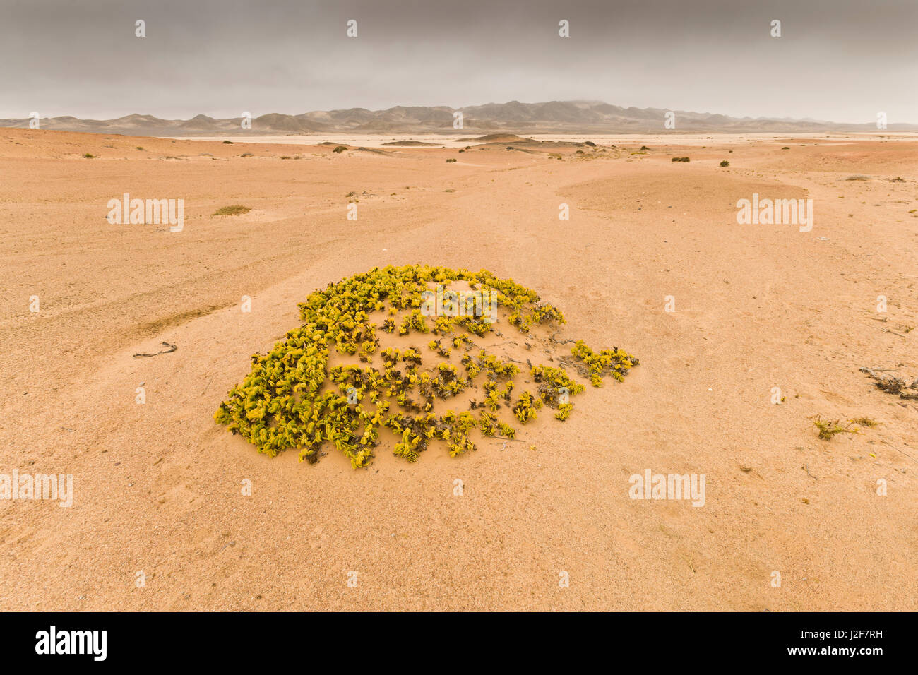 Désert du Namib avec de succulents Banque D'Images