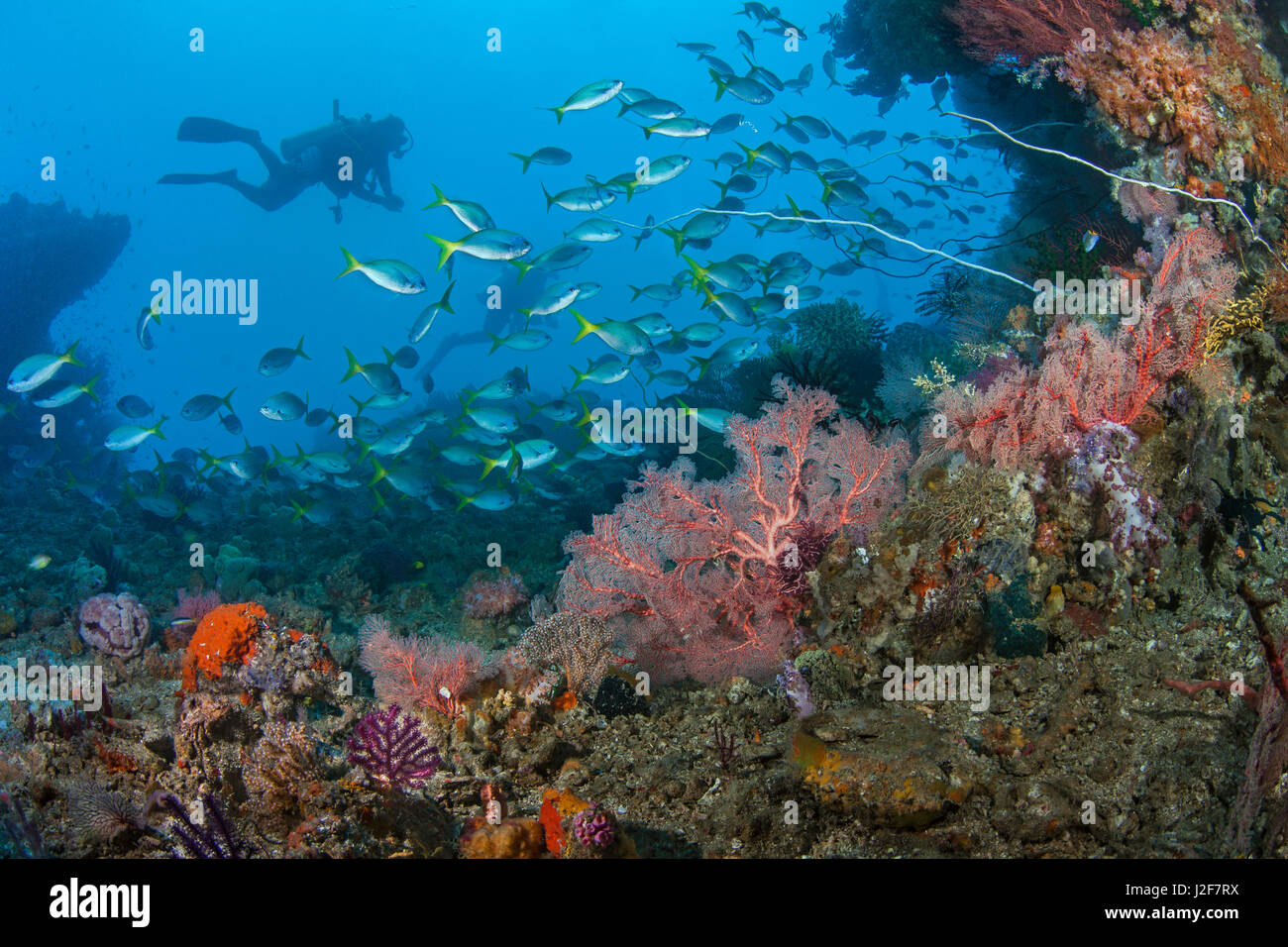 Image d'un paysage marin plongée sous marine natation avec une école de la limande à queue de poisson fusilier encadrée par des gorgones et coraux mous. Raja Ampat, en Indonésie. Banque D'Images