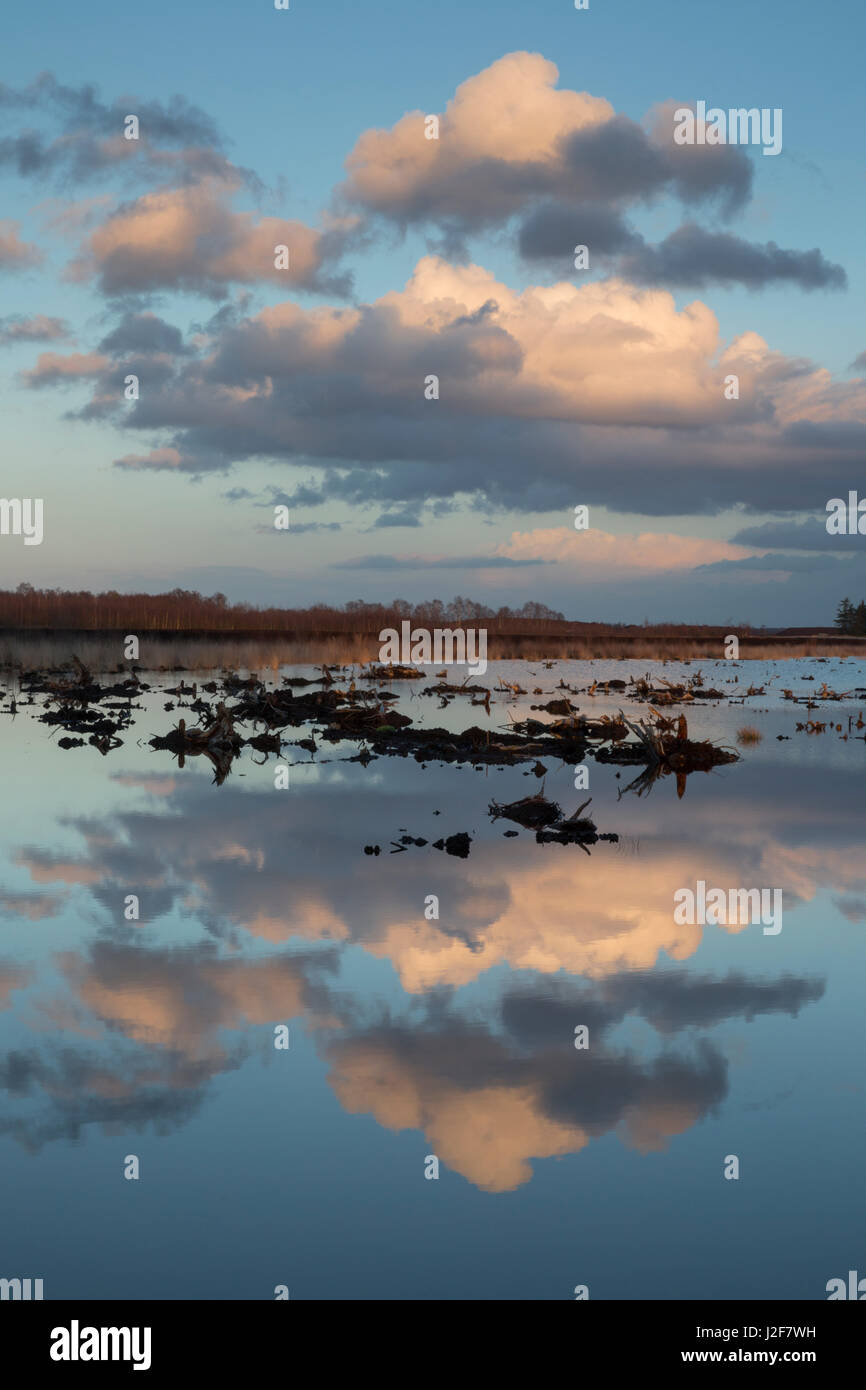 Reflets dans l'eau d'une tourbière Banque D'Images