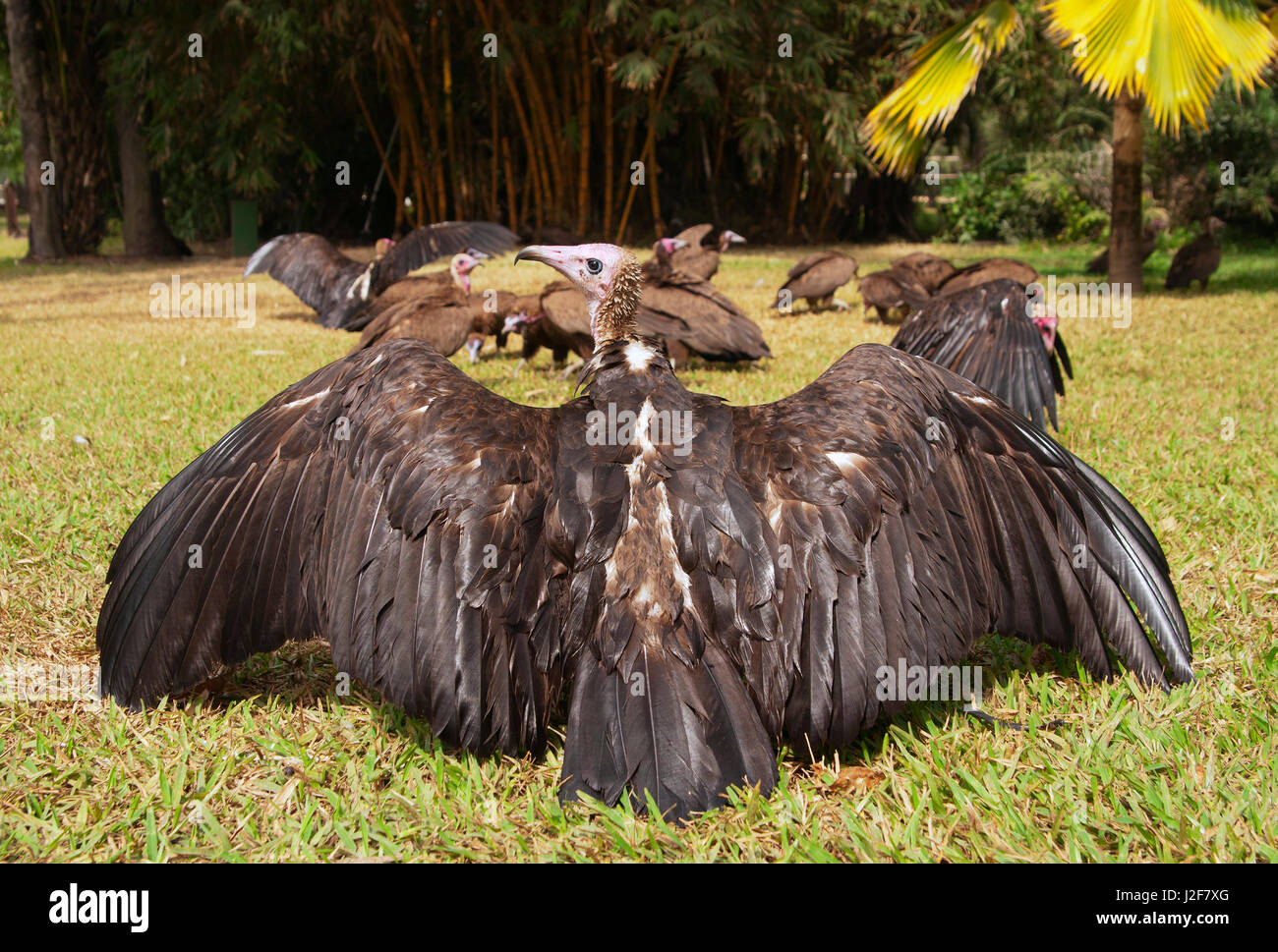 Hooded Vulture wing séchant au soleil Banque D'Images