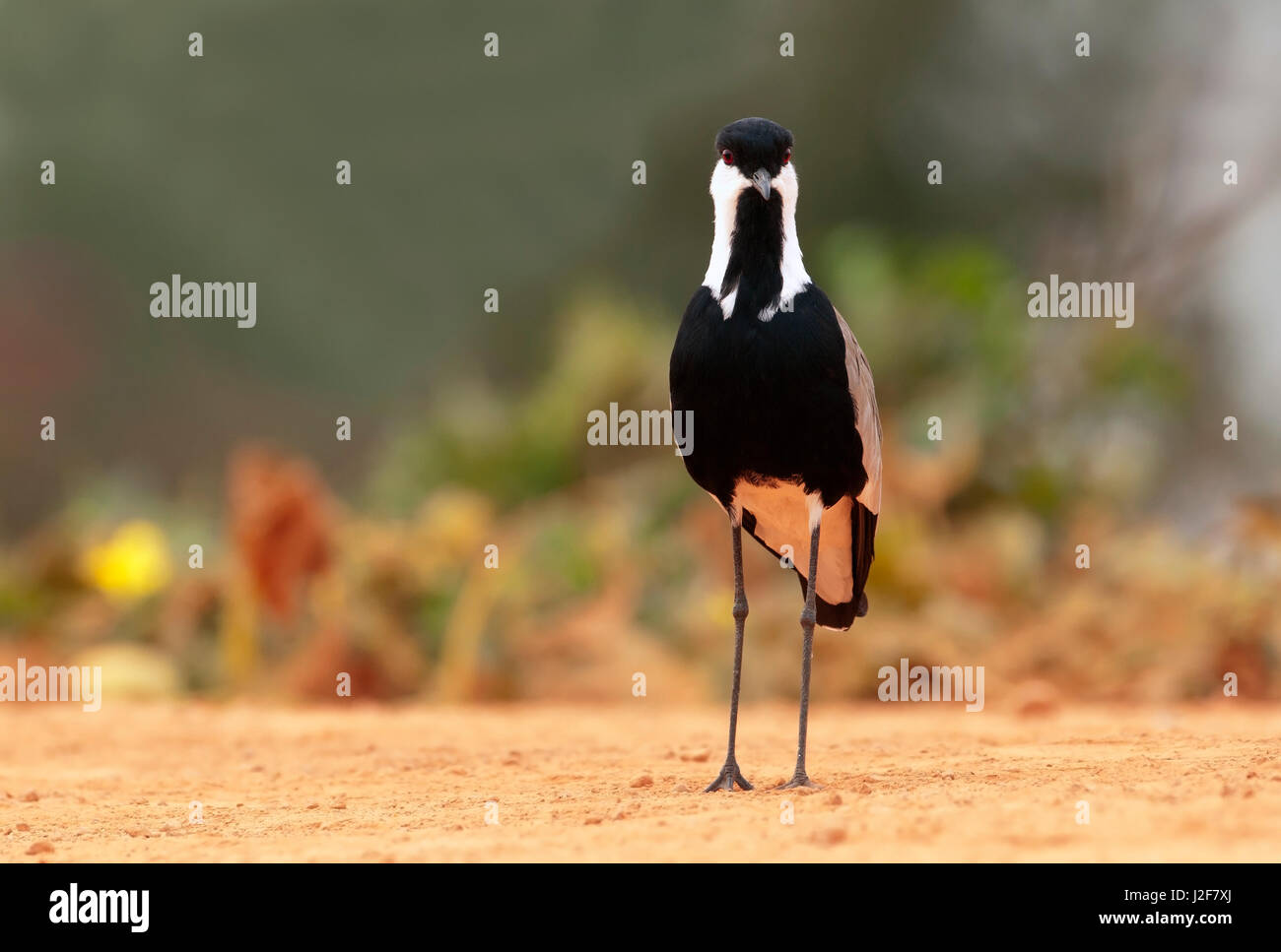 Spur-winged sociable Banque D'Images