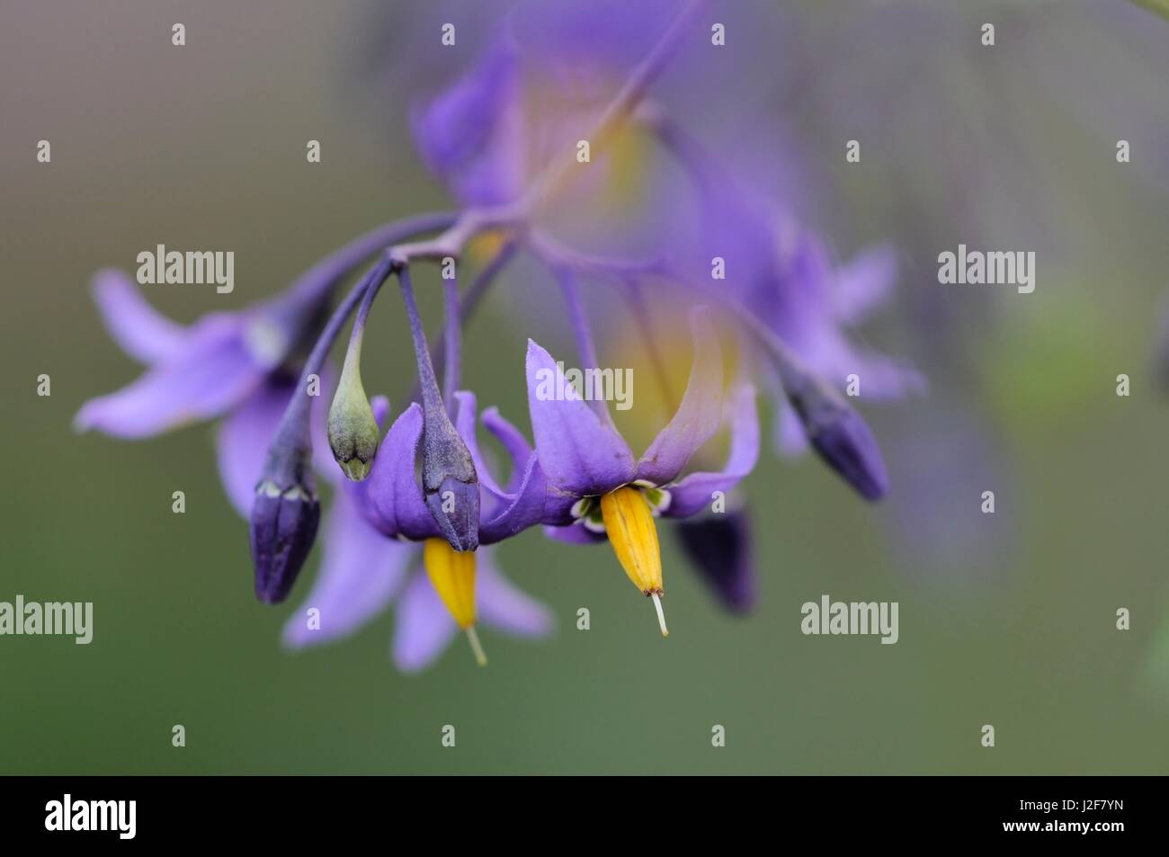 Close-up of les fleurs violettes de la morelle Woody Banque D'Images