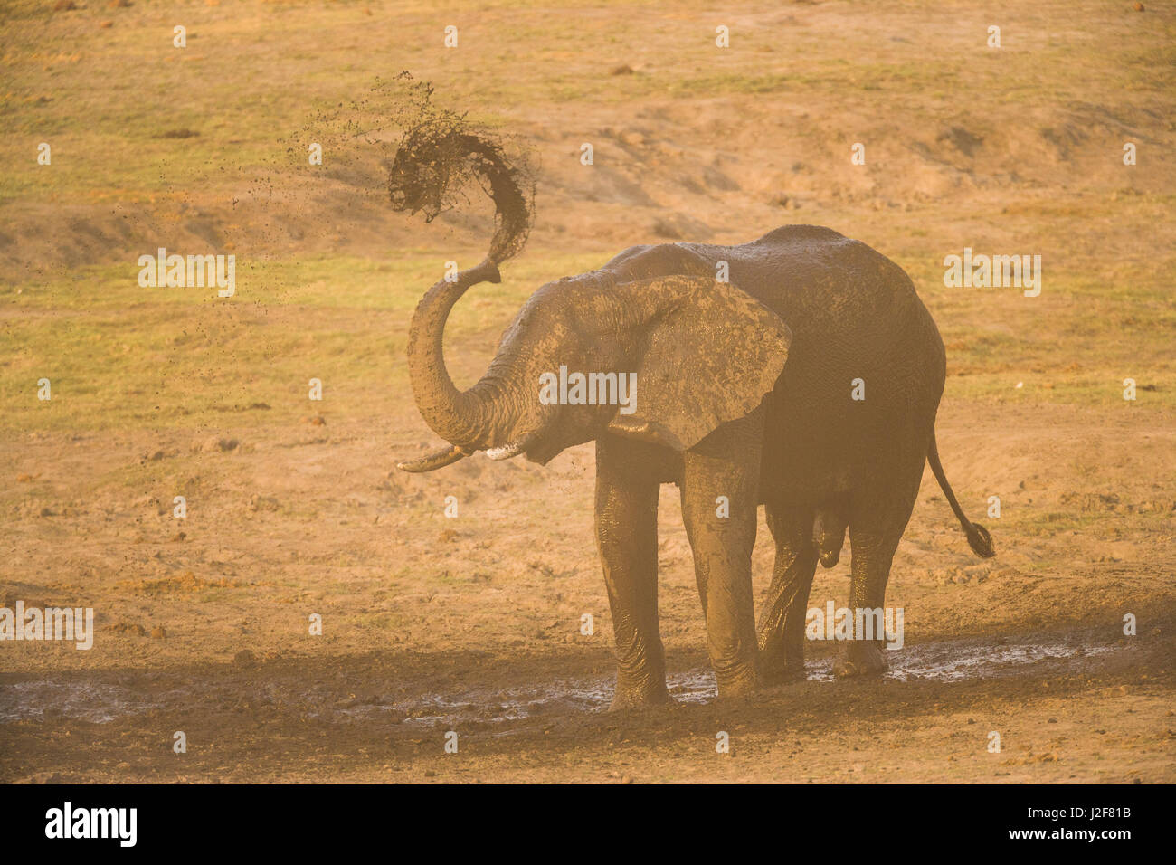 Elephant bull prend un bain de boue et de poussière Banque D'Images