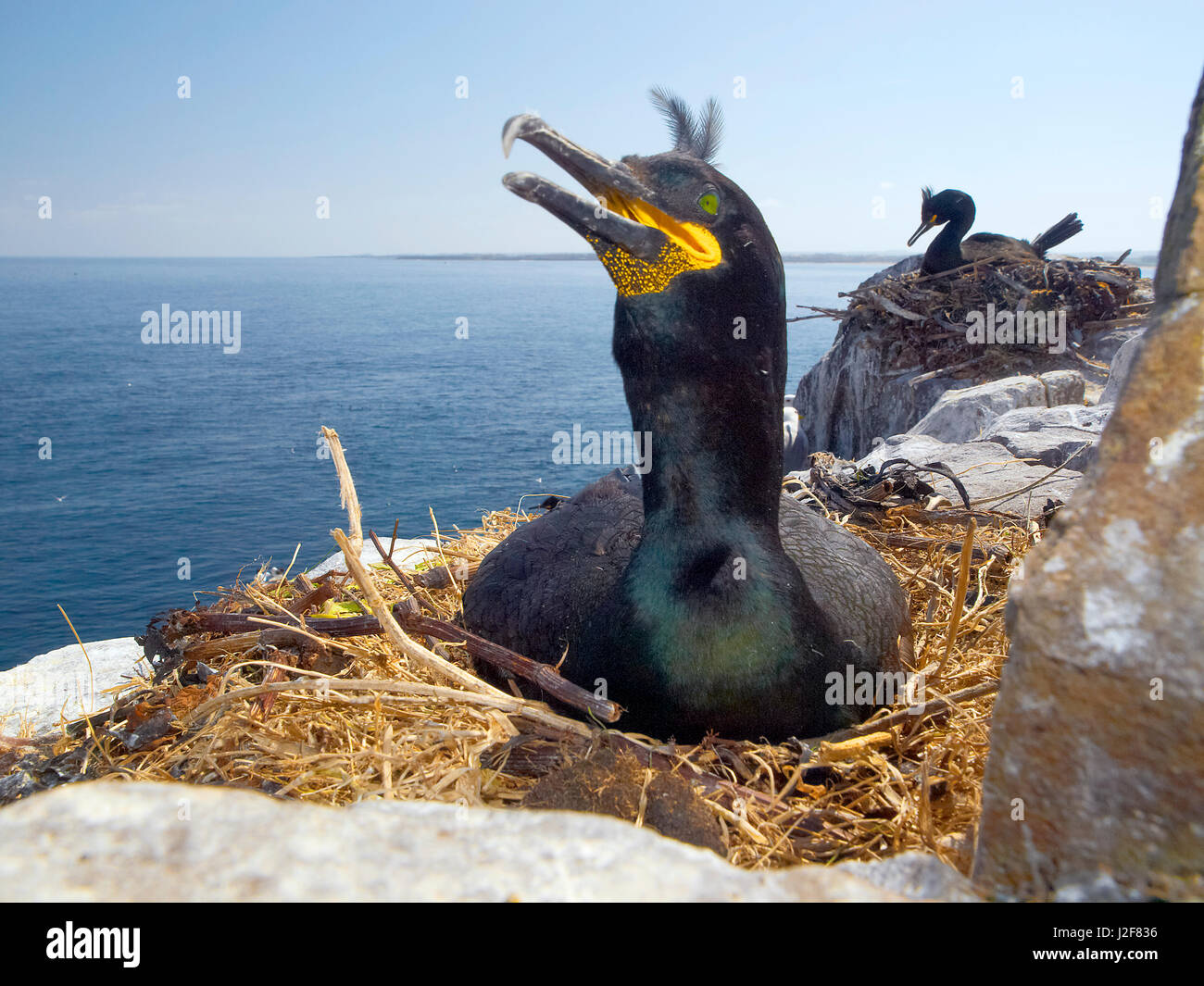 Shag, commune de l'élevage. Phalacrocorax aristotelis, Farne Island, United Kingdom Banque D'Images