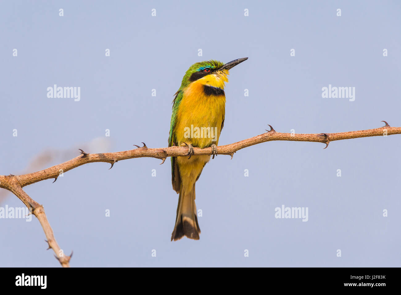 Little Bee-eater assis sur une branche contre le ciel bleu Banque D'Images