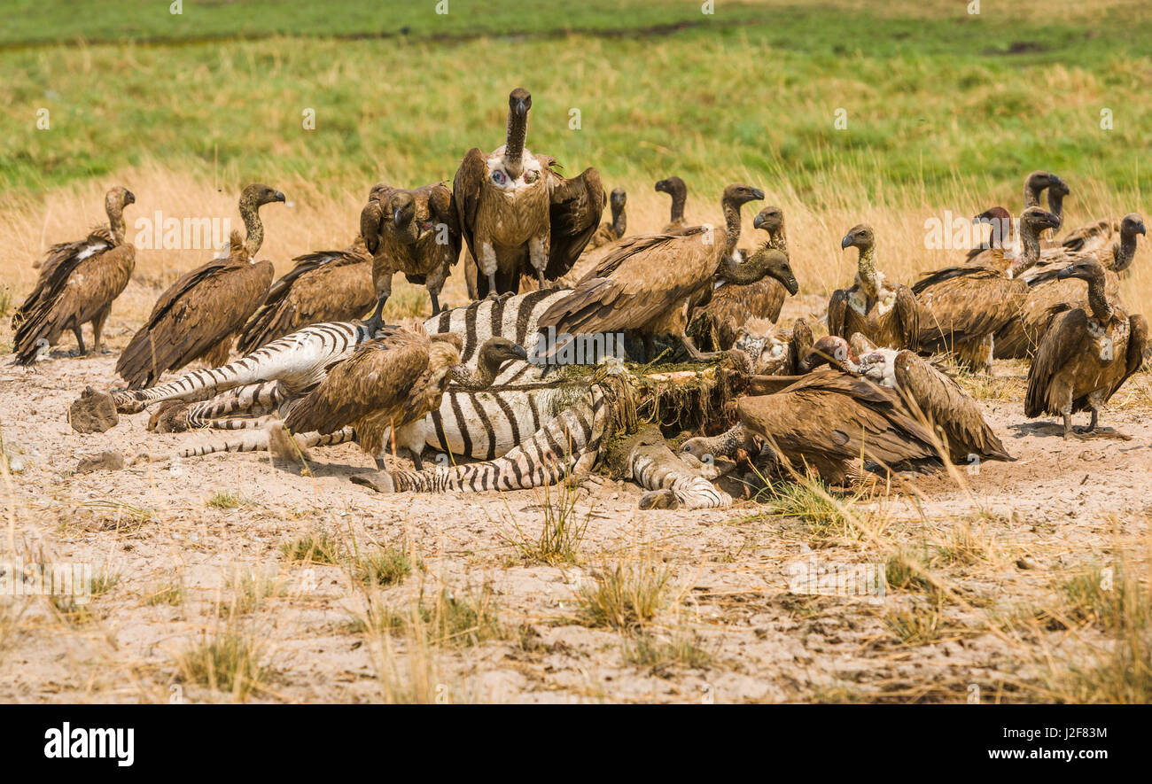 Les vautours qui se nourrissent de Zebra morte Banque D'Images