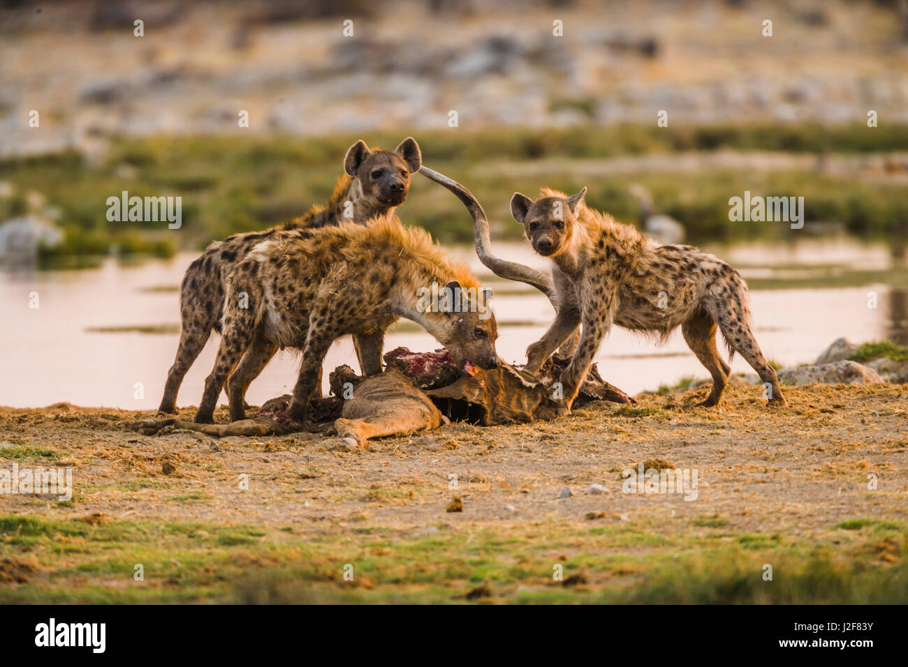 Trois hyènes festoyer sur une carcasse de Kudu Banque D'Images