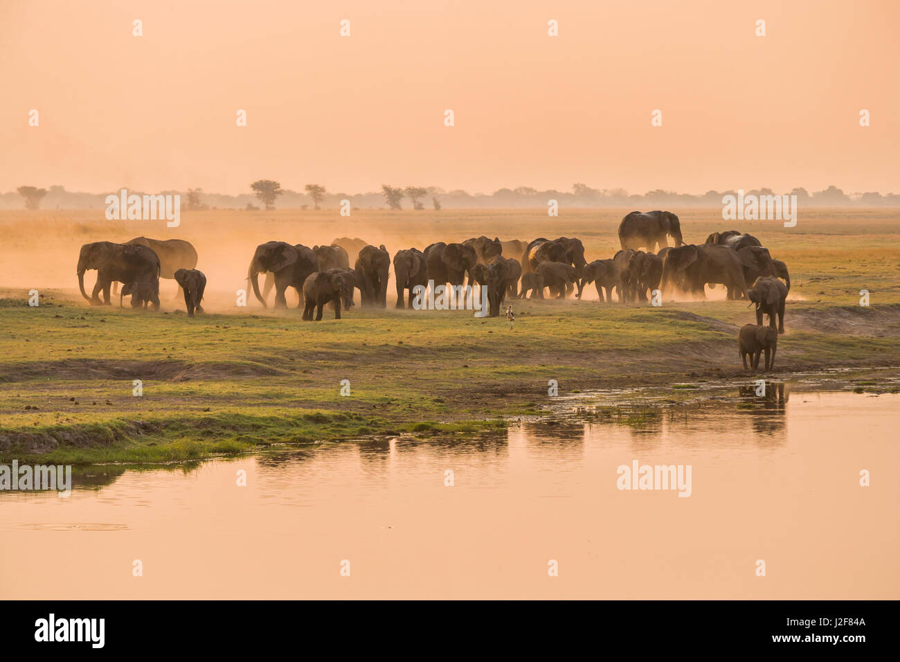 Troupeau d'éléphants à la rivière Chobe dans lumière du soir Banque D'Images