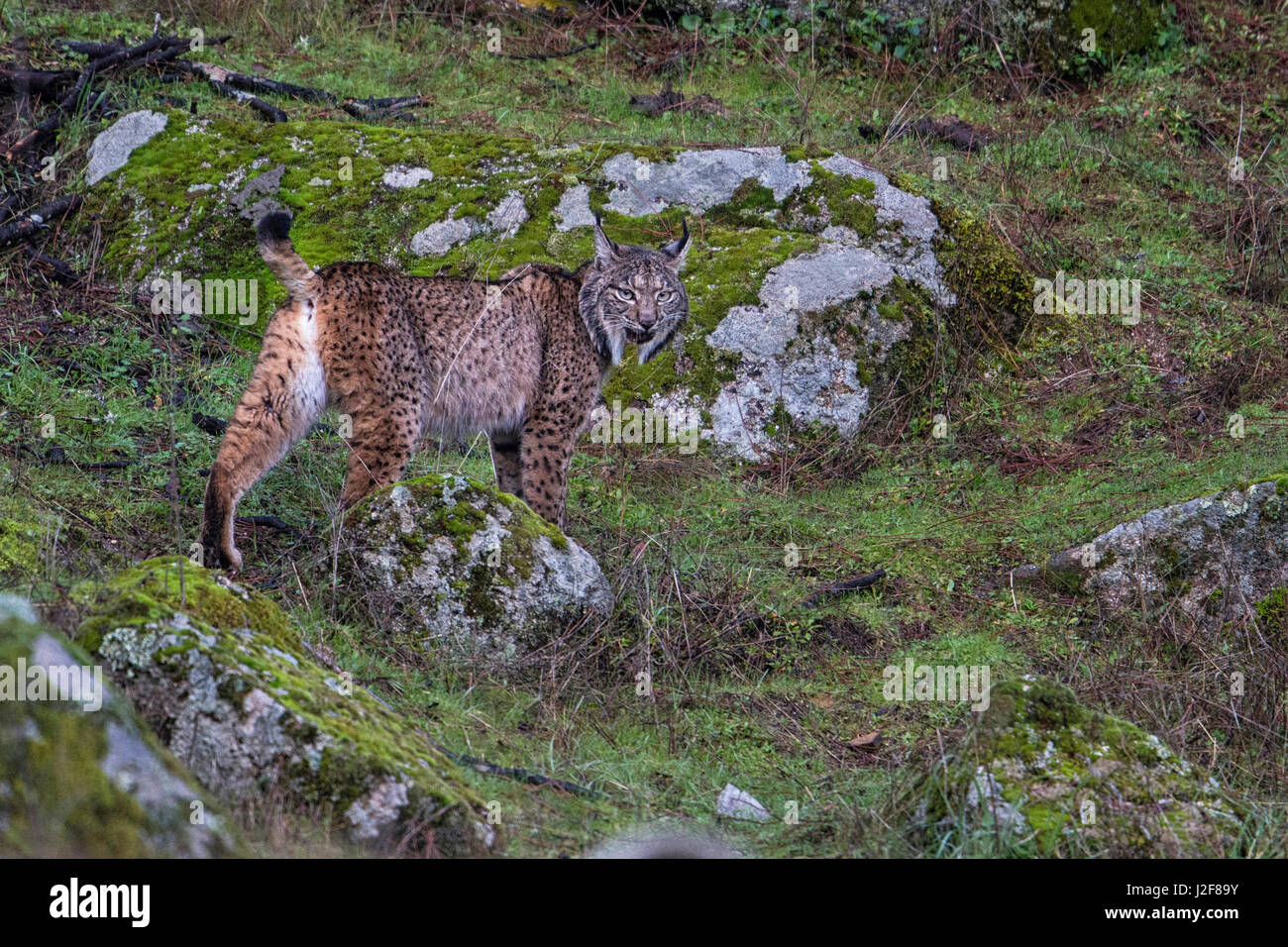 Le Lynx ibérique (Lynx pardinus) dans son habitat. Banque D'Images