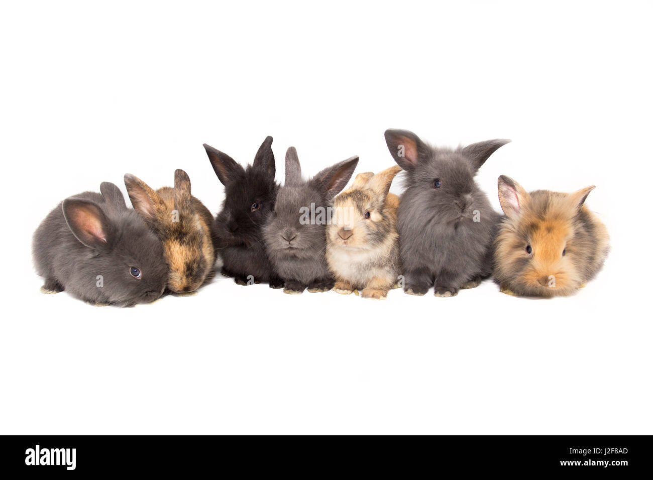 Line-up of baby bunnies Banque D'Images
