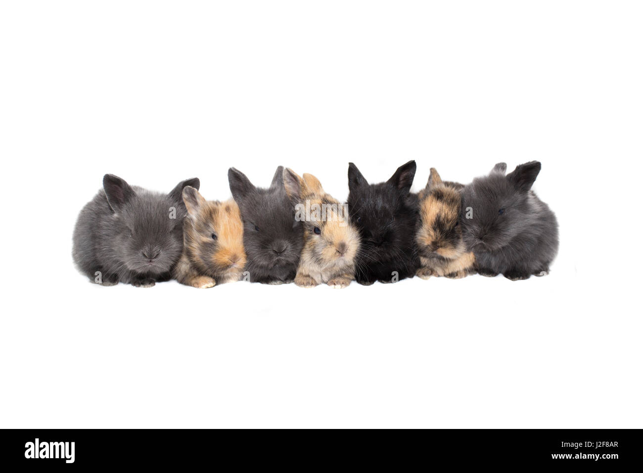 Line-up of baby bunnies Banque D'Images
