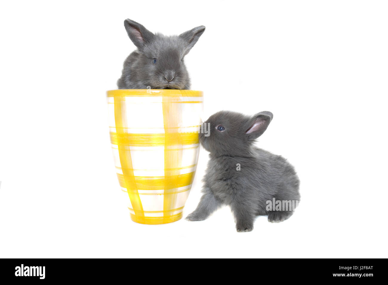 Deux lapins bébé avec une tasse Banque D'Images