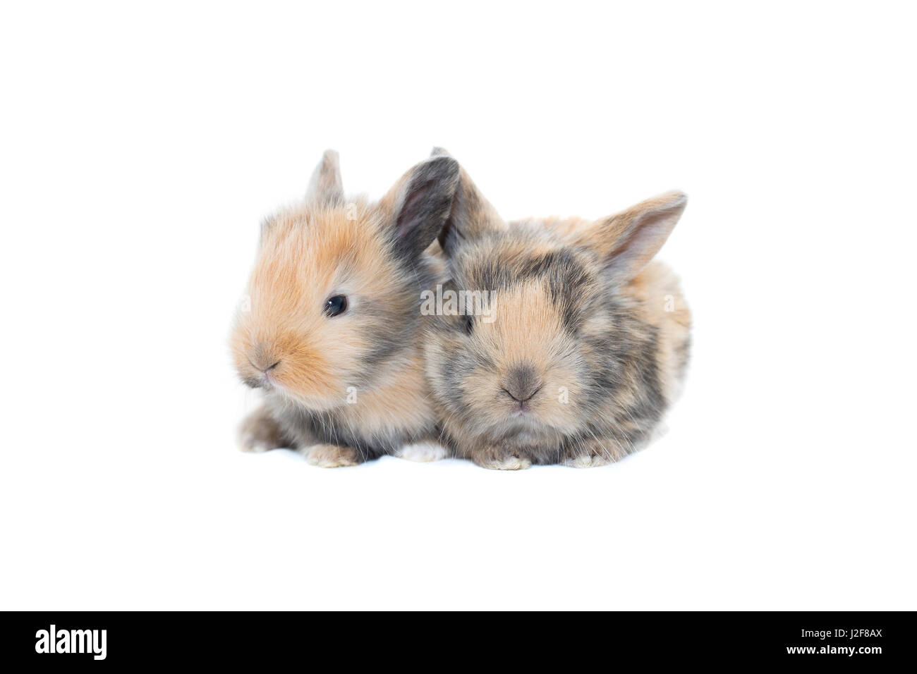 Deux lapins bébé Banque D'Images