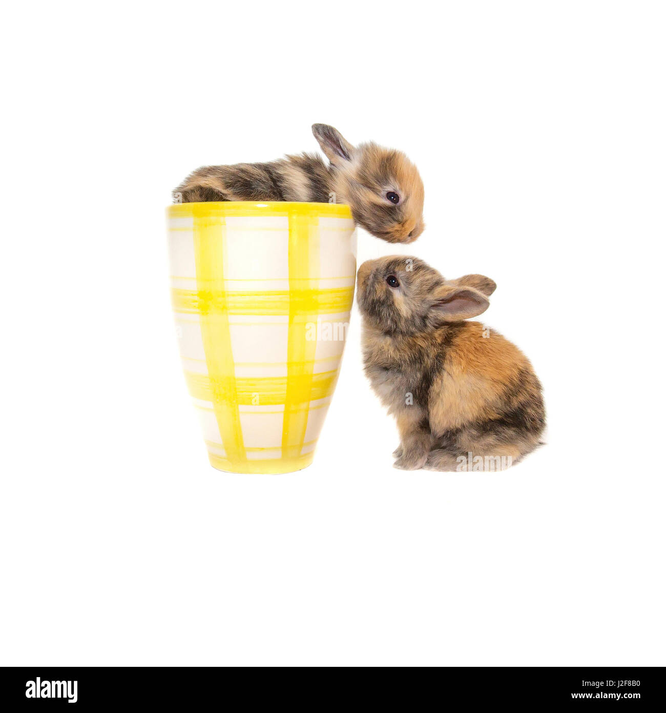 Deux lapins bébé avec une tasse Banque D'Images