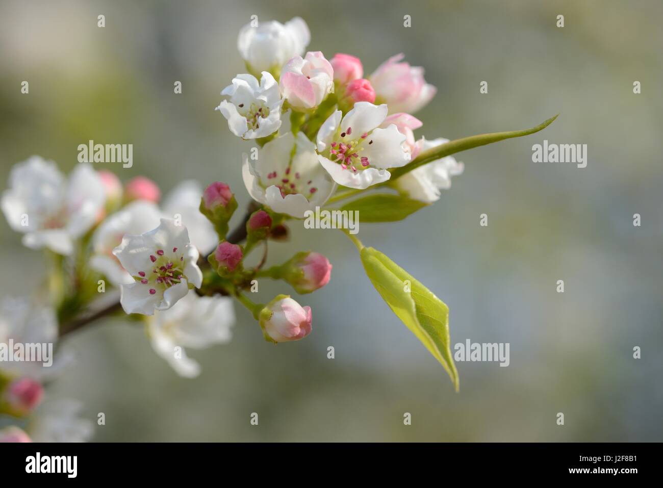 La floraison de poire de Sibérie Banque D'Images