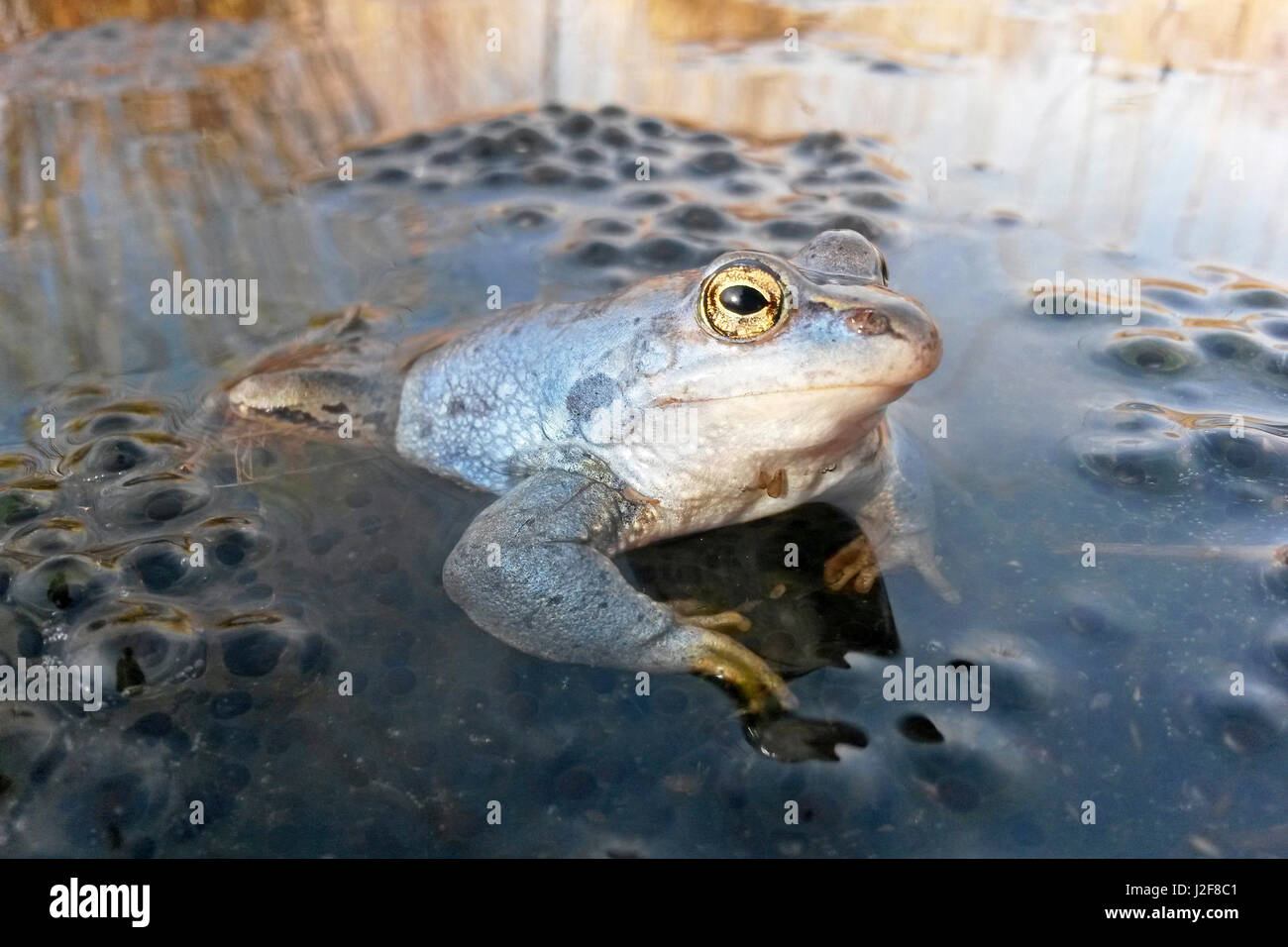 Photo de mâle bleu moor frog sur frog spawn Banque D'Images