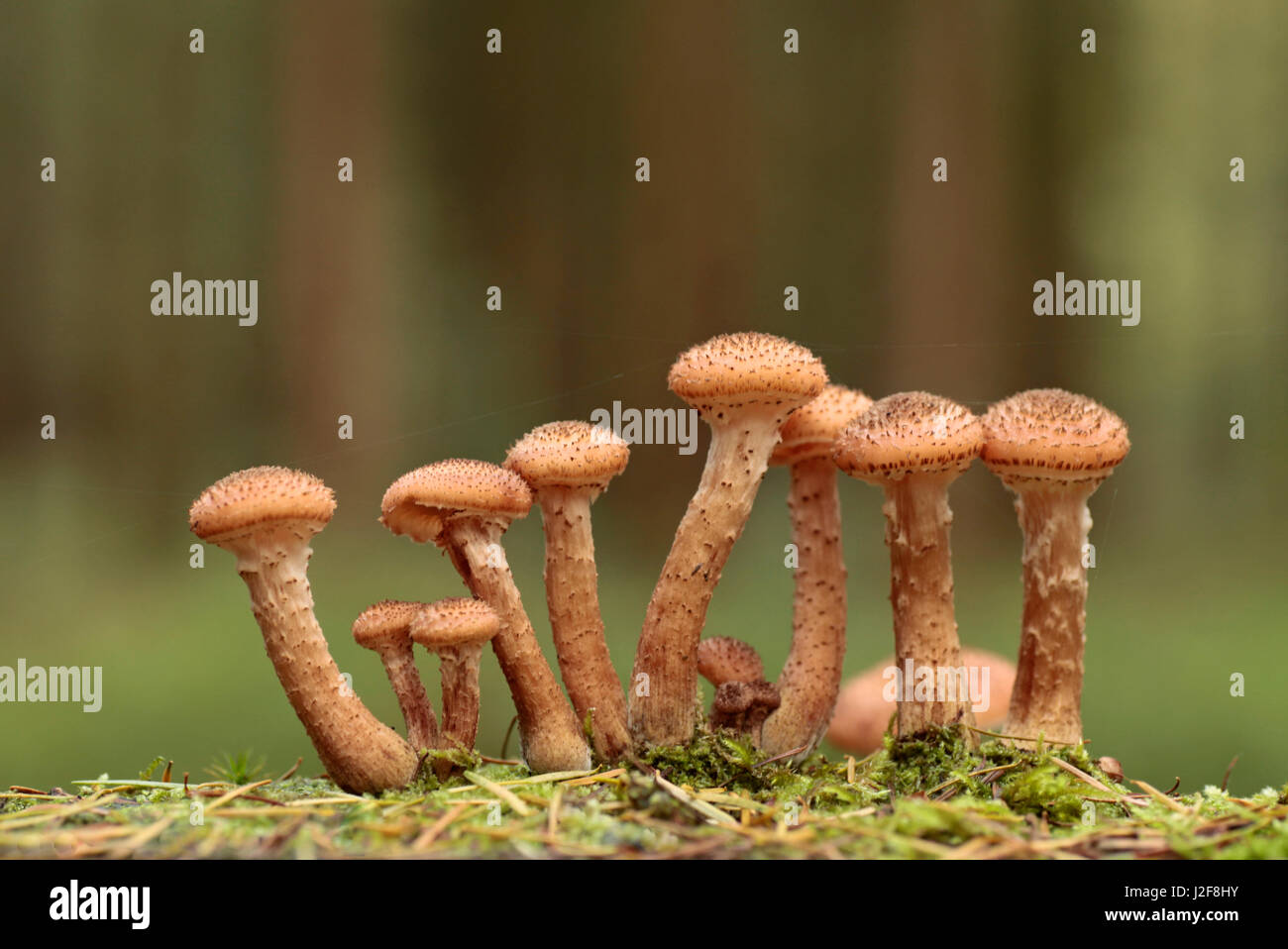 Miel foncé (champignon Armillaria solidipes) à une tige d'un Douglas-fir Banque D'Images