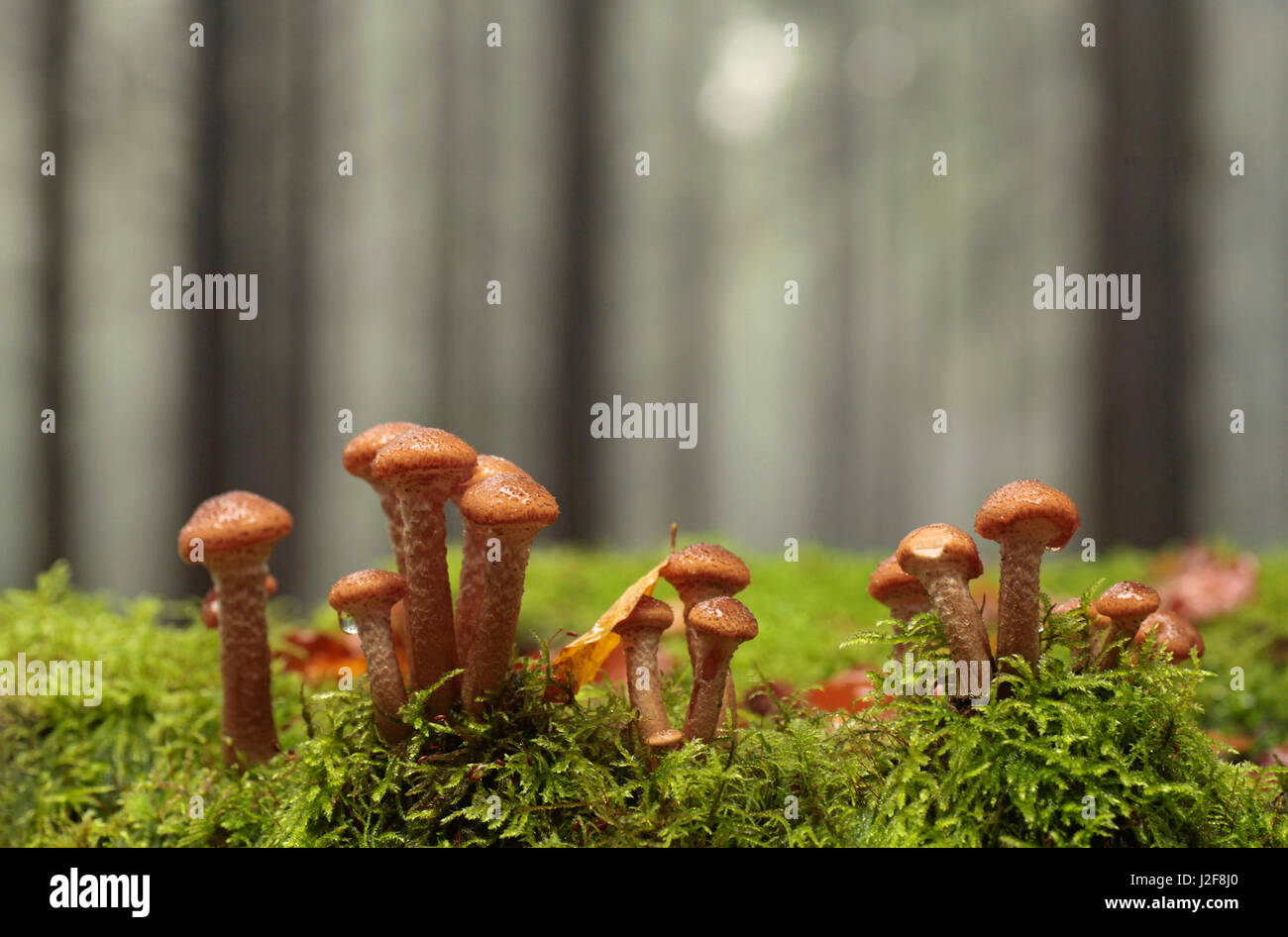 Miel foncé (champignon Armillaria solidipes) à une tige d'un Douglas-fir Banque D'Images