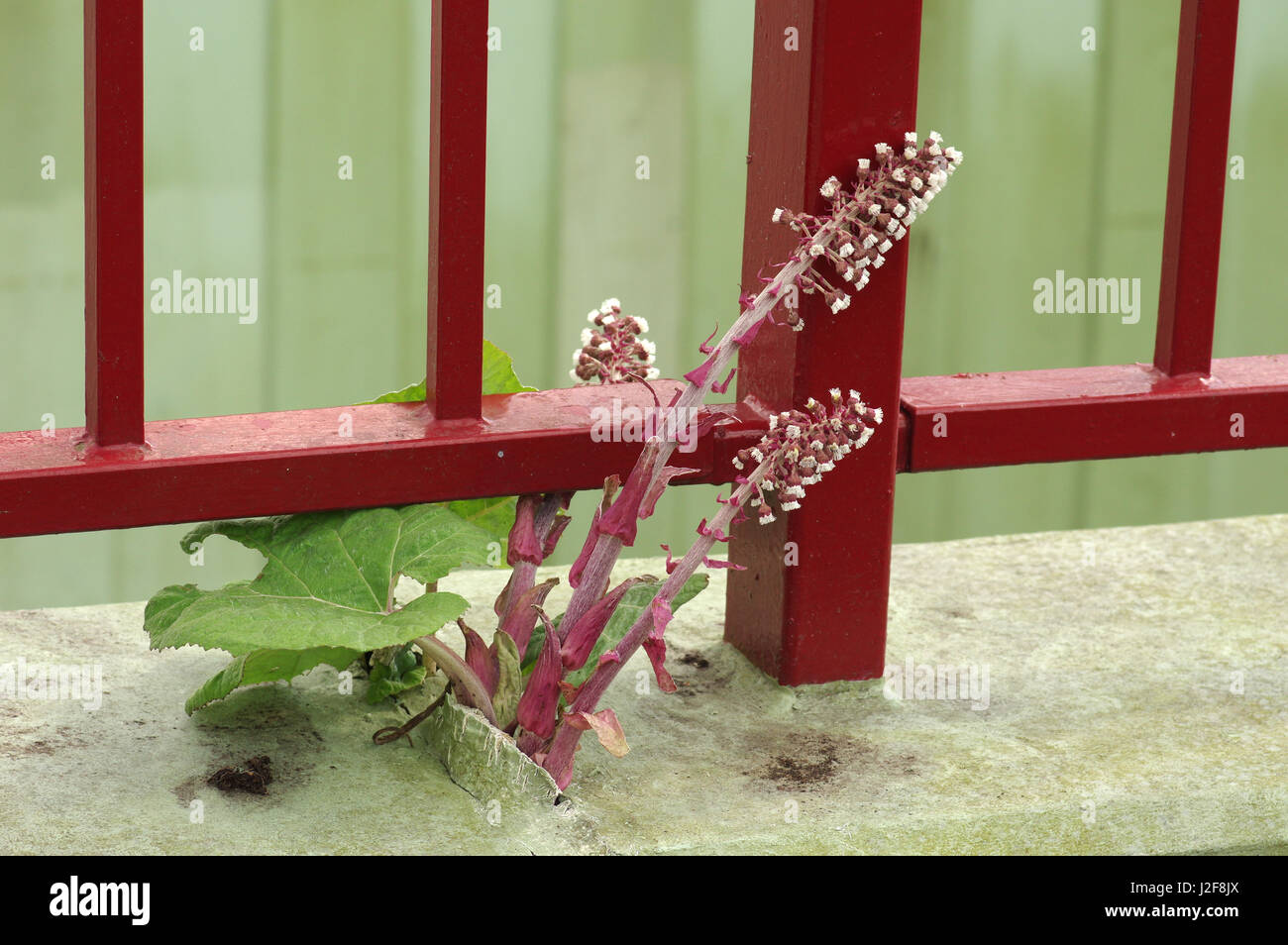 Pétasite commun (Petasites hybridus) rompre avec une grande force dans le béton Banque D'Images