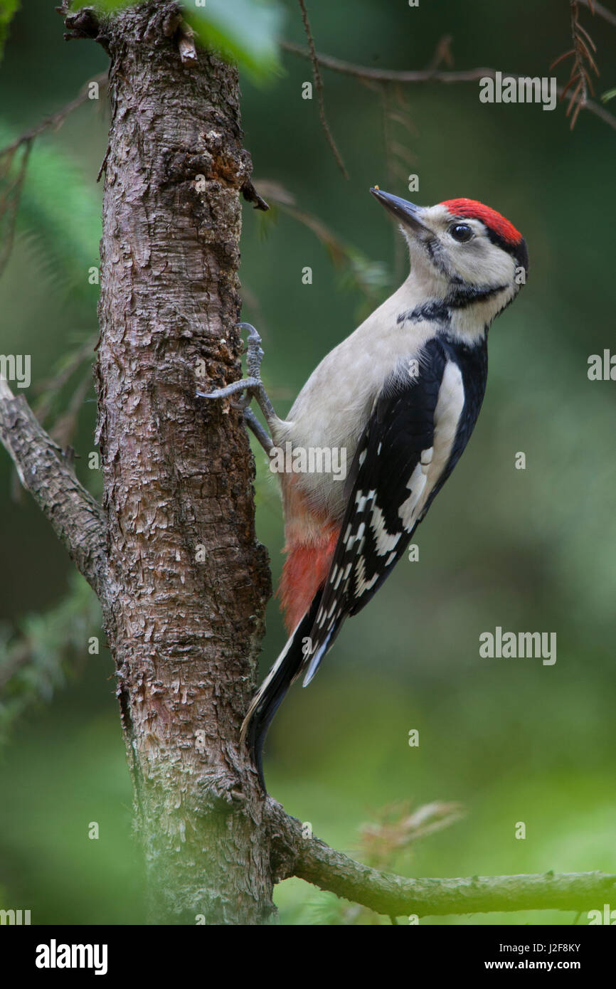 Pic mineur (Dendrocopos major) Banque D'Images