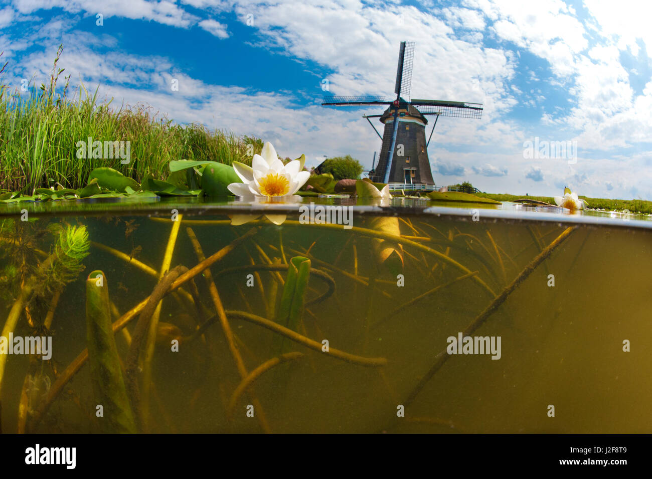Les nénuphars et moulin Banque D'Images