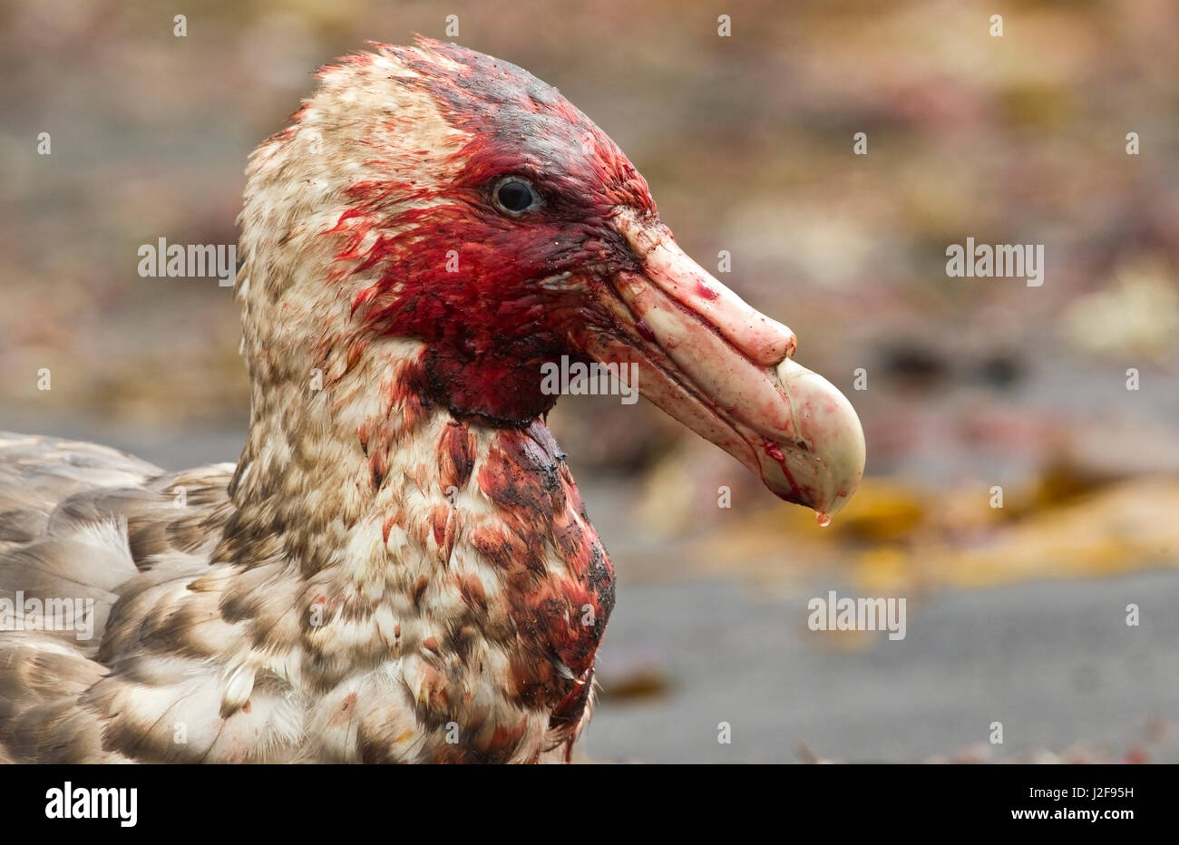 Portrait du sud de l'Alcyon Pie avec du sang sur la tête Banque D'Images