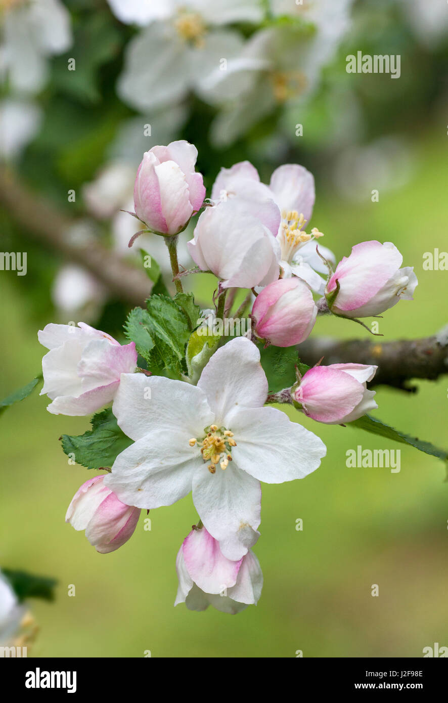 Apple Blossom dans le jardin du presbytère de Diepenveen Banque D'Images