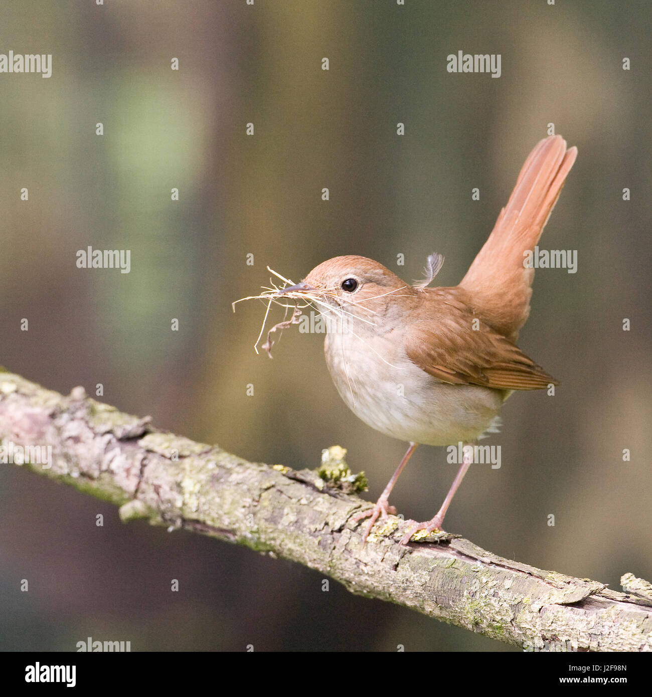 Nightingale commun avec le matériel du nid Banque D'Images