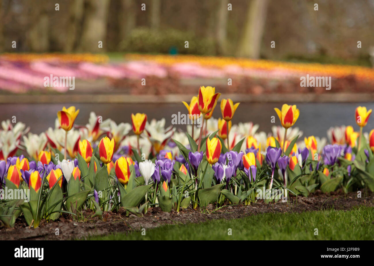 L'architecture de jardin de Keukenhof. Frontières avec tulipes colorées et crocus. Banque D'Images