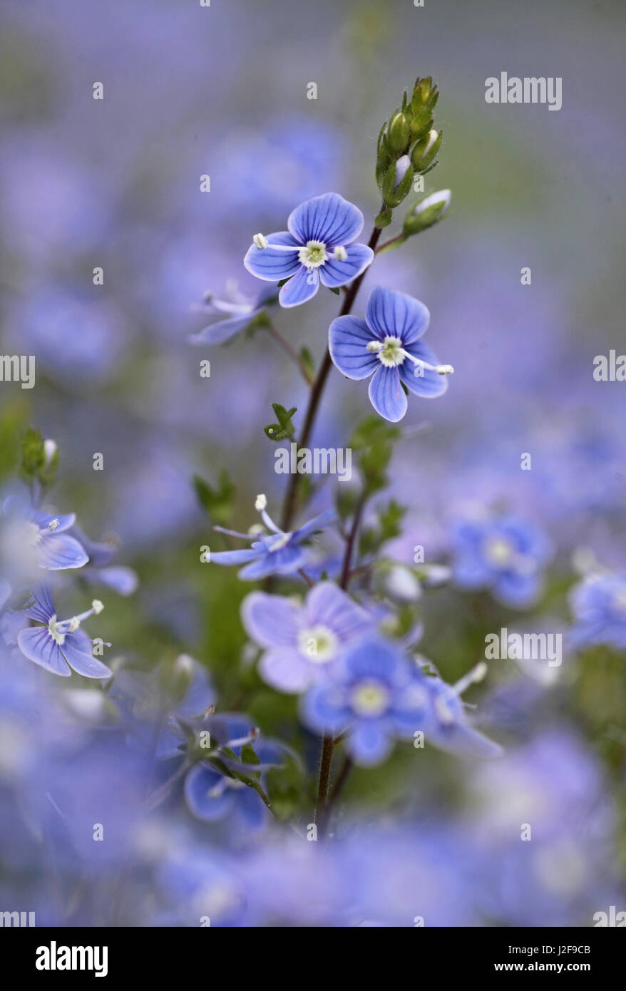 Germander Speedwell, détail des fleurs bleu clair. Banque D'Images