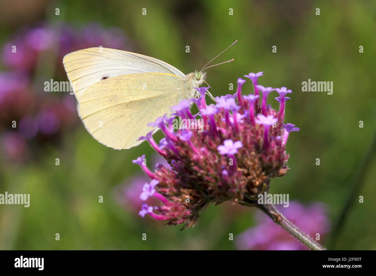 Petit blanc sur purpletop Vervain en Het Nieuwe pépinière Veld à Diepenveen, Overijssel. Banque D'Images