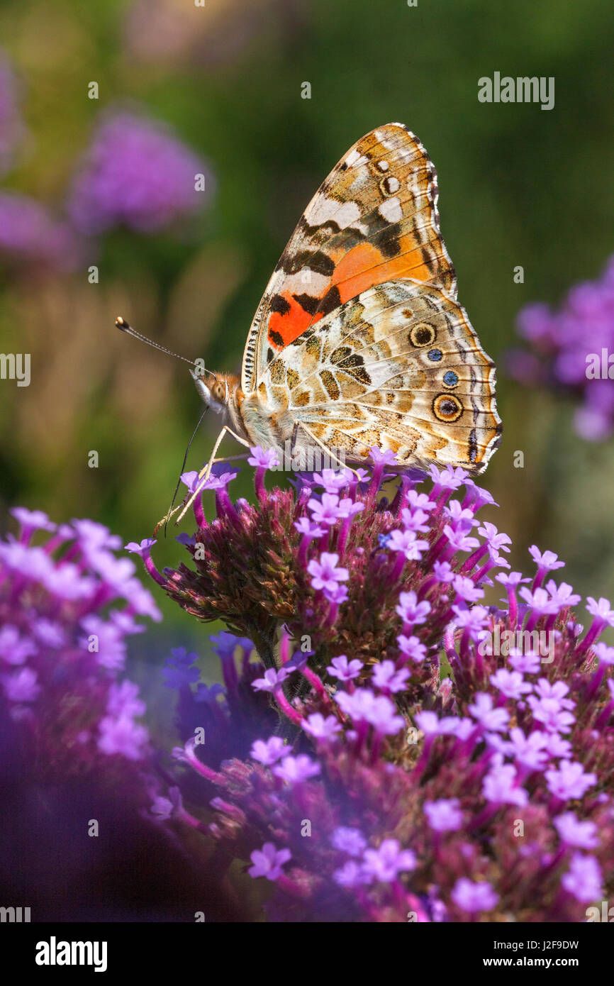 Belle Dame sur Purpletop vervain en Het Nieuwe pépinière Veld à Diepenveen, Overijssel. Banque D'Images