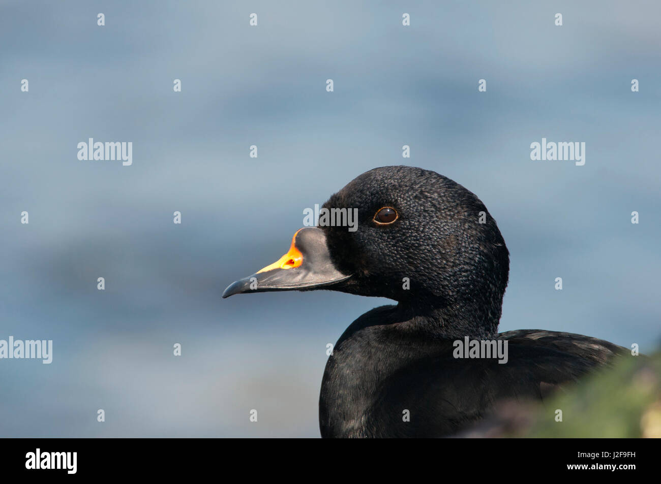 Portrait d'un drake Macreuse noire (Melanitta nigra) Banque D'Images