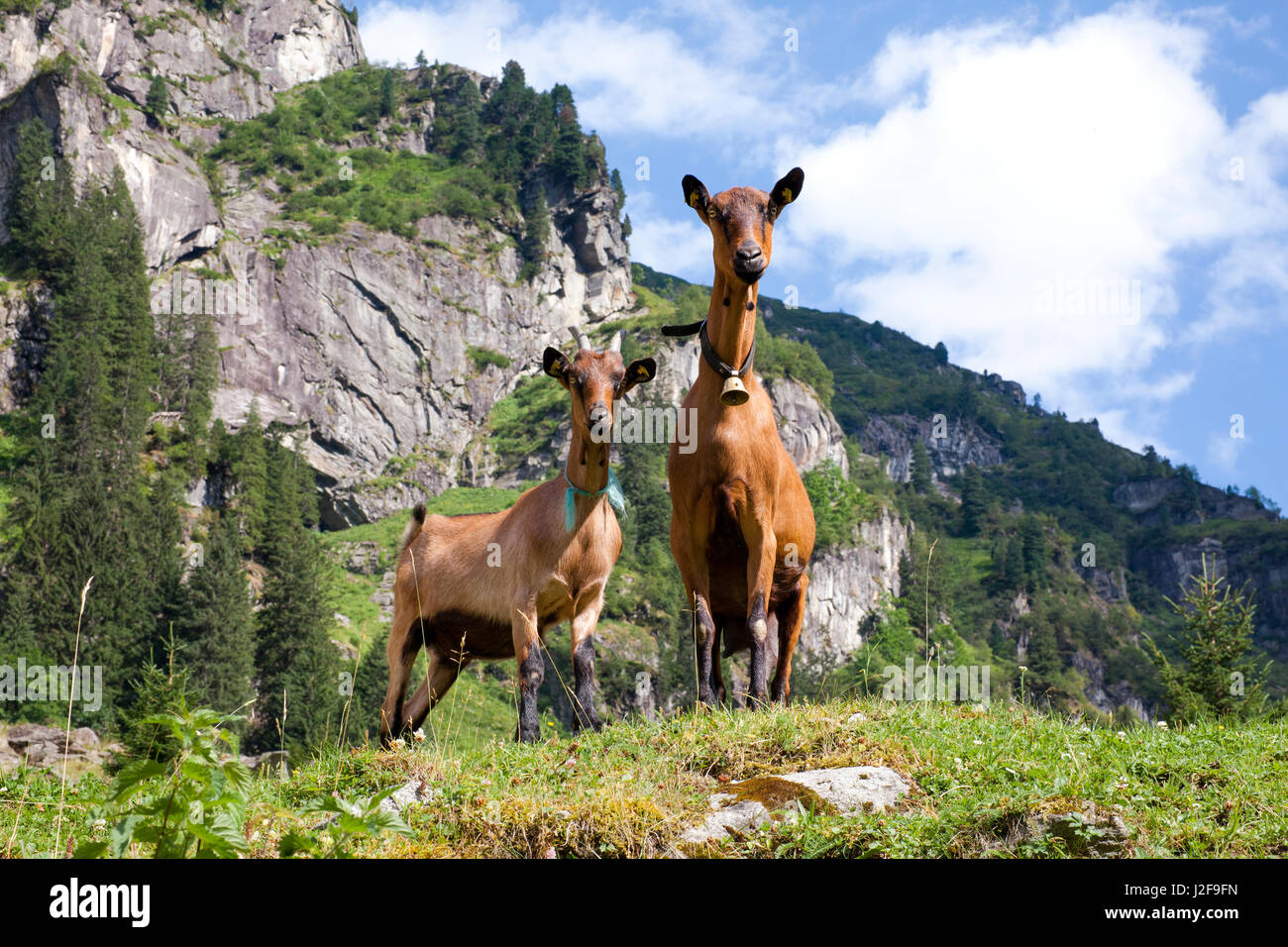 Les chèvres pour l'entretien des pâturages dans les Alpes de Zillertal en Autriche Banque D'Images