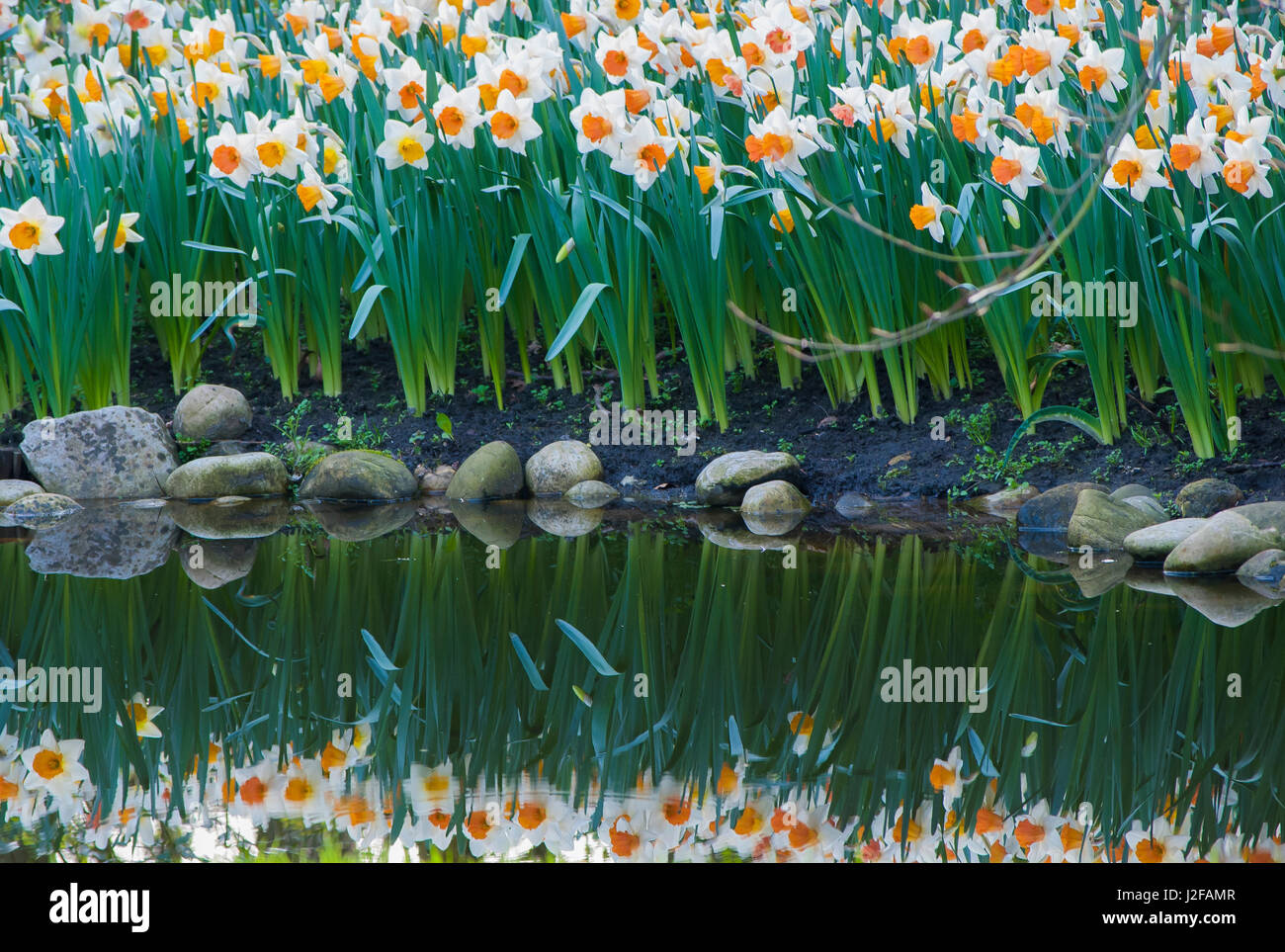 Narcisse reflétant dans l'étang Banque D'Images